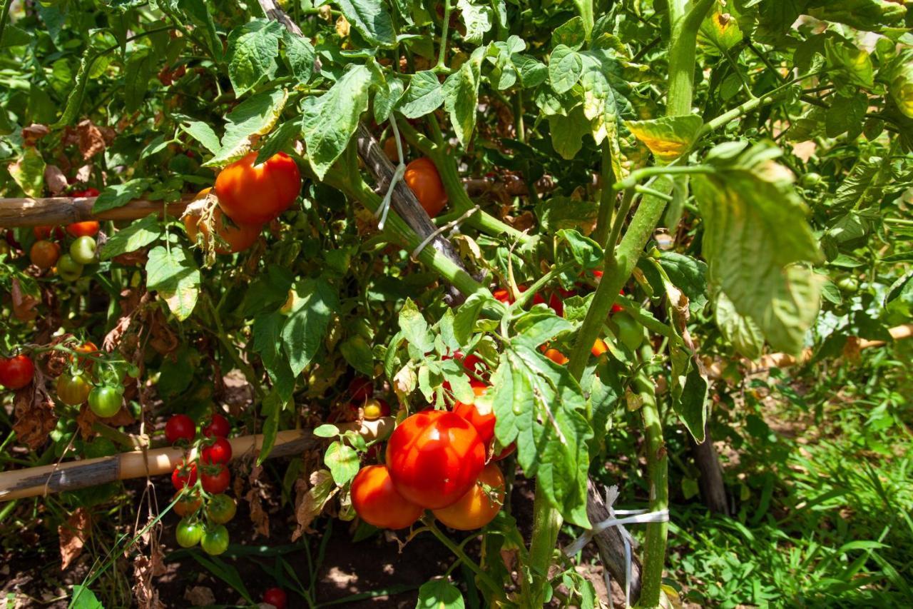 Eco Village Buljarica Budva Kültér fotó